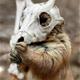 RhydonMyCubone's Avatar