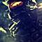 SideEffect's Avatar